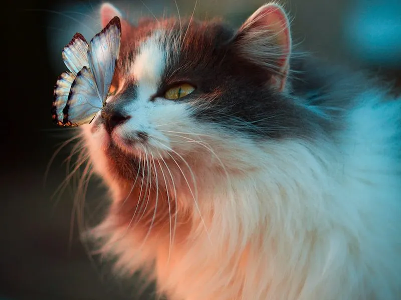 white butterfly resting on cat's nose